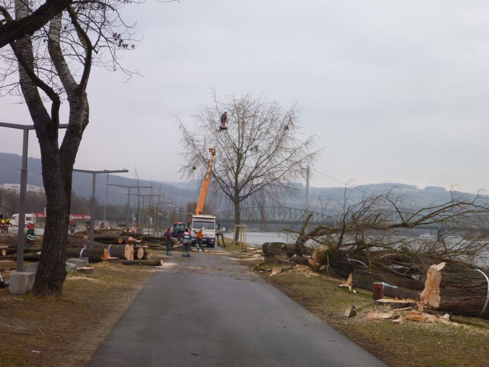 Abholzung - Linz Urfahr Donau Allee 2012-03