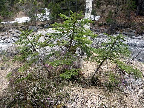Drei Nadelbume am Landart Gold Stein Ursprung