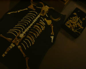 22_10_033.JPG (13041 Byte)