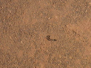 25_10_021.JPG (24174 Byte)