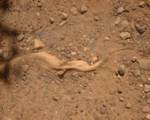 25_10_030.JPG (26590 Byte)