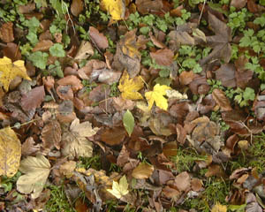 040.jpg (34972 Byte)