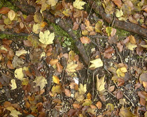 047.jpg (37162 Byte)