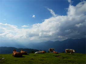 Poludnig Alm 2014 - Goldener Weitblick